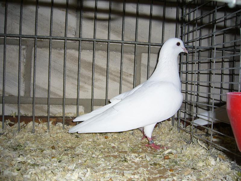 Mastholte 2008 073.jpg - Arabische Trommeltauben weiss von Dirk Freitag Preis HV96 E